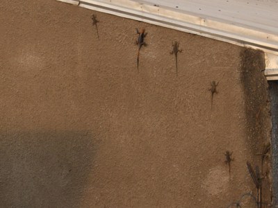 Cameroon Francoise 005.JPG