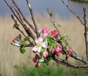 fleurs événement fondateur.jpg
